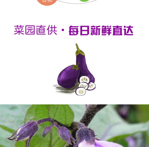 來自彩云之南的味蕾誘惑 譽福園云南長茄子，農家自種的紫黑美味